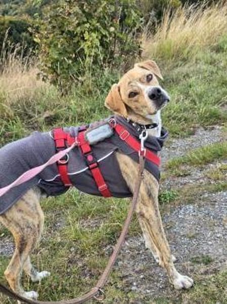 Paco sucht ein Zuhause