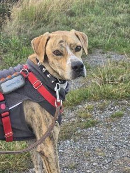 Paco sucht ein Zuhause