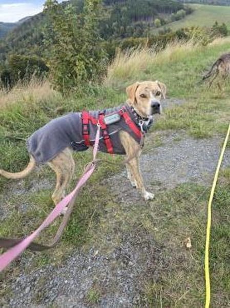 Paco sucht ein Zuhause