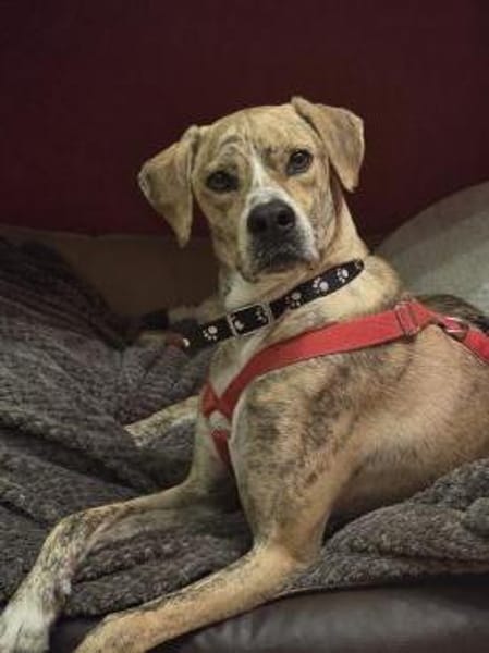 Paco sucht ein Zuhause