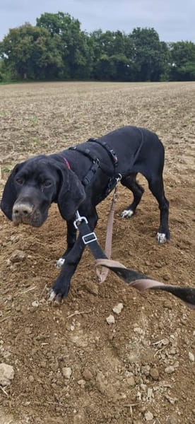 Eros sucht ein Zuhause
