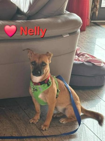 Nelly - niedliche, junge Hündin