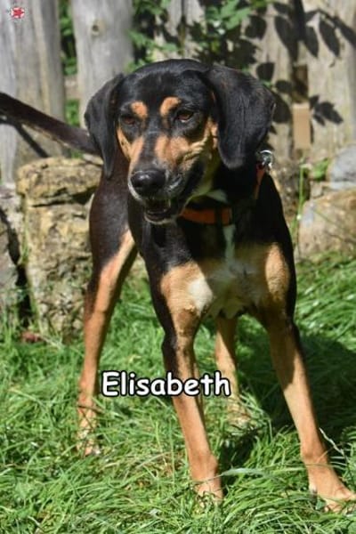 ELISABETH