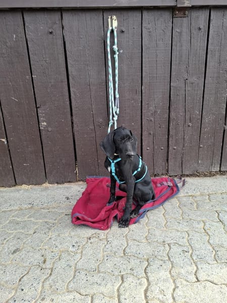 Eddie sucht ein Zuhause