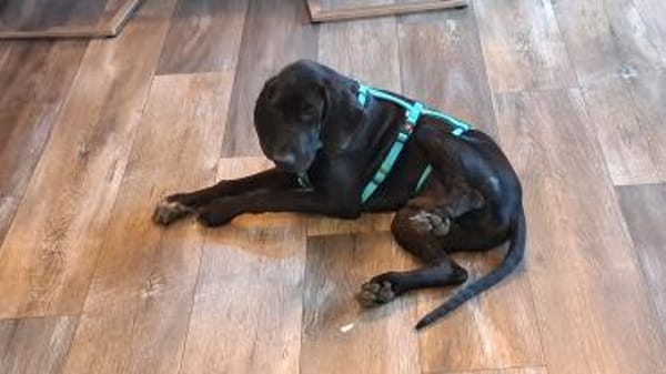 Eddie sucht ein Zuhause