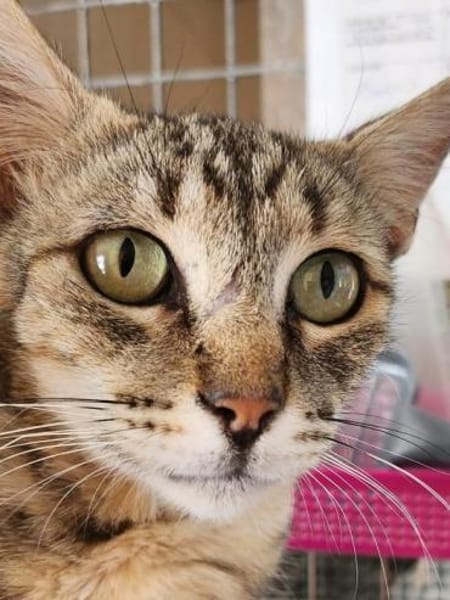 Liebe, junge Katze Trinity