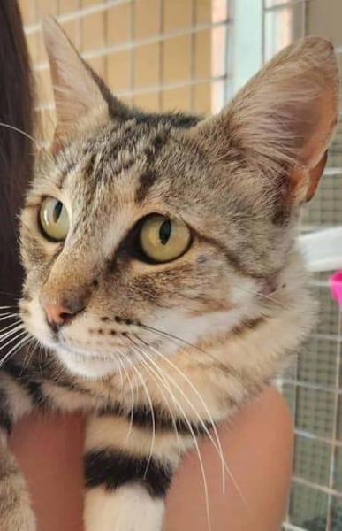 Liebe, junge Katze Trinity