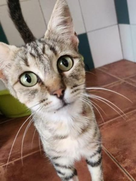 Liebe, junge Katze Trinity
