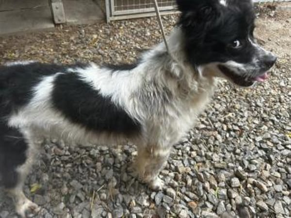 Lulu sucht ein gutes Zuhause!