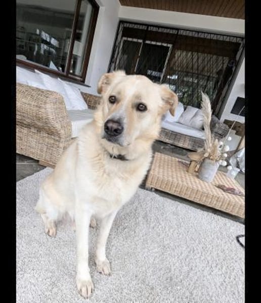 Sammy ein Retrievermix Freund fürs Leben