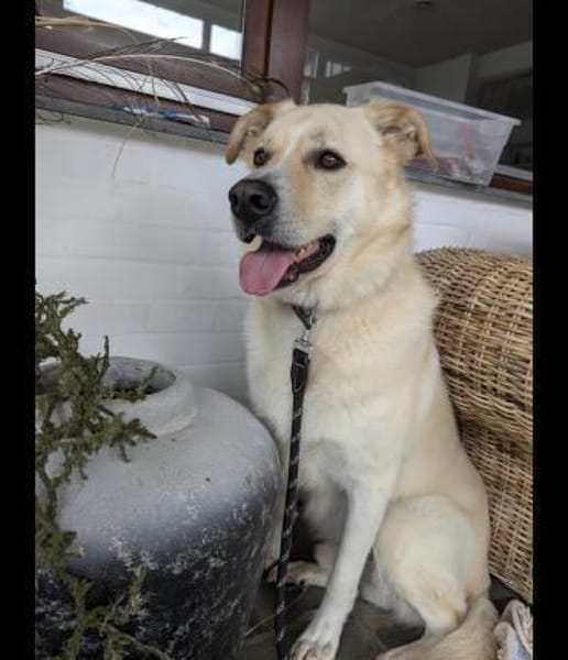Sammy ein Retrievermix Freund fürs Leben