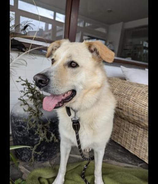 Sammy ein Retrievermix Freund fürs Leben