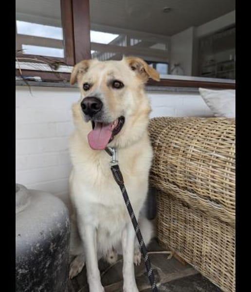 Sammy ein Retrievermix Freund fürs Leben