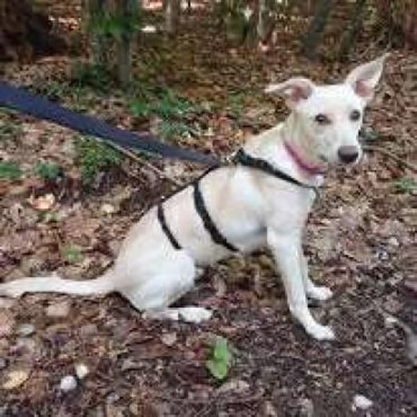 Sabrina auf Pflegestelle in Bayern