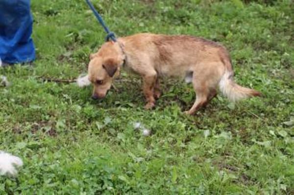 Camaro - kinderlieber Familienhund