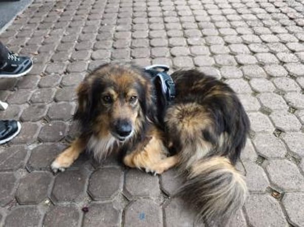 Sino - treuer verkuschelter Begleiter