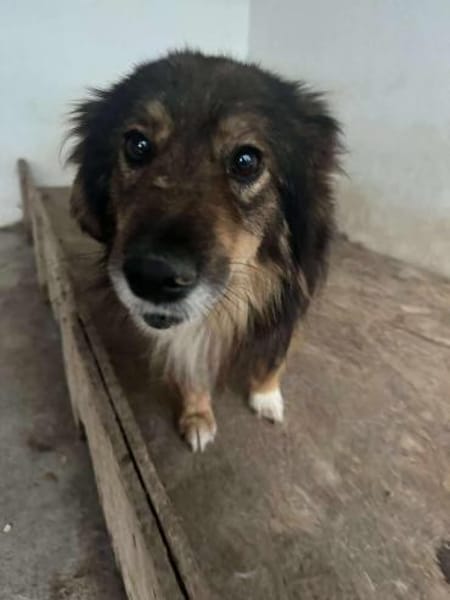 Sino - treuer verkuschelter Begleiter