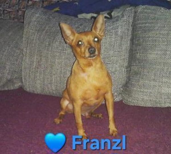 Franzl - lieb, freundlich, verschmust