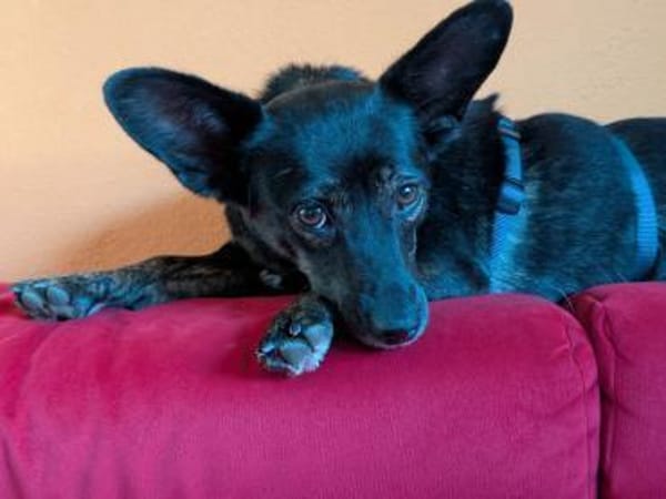 Flixy wartet auf Dich!