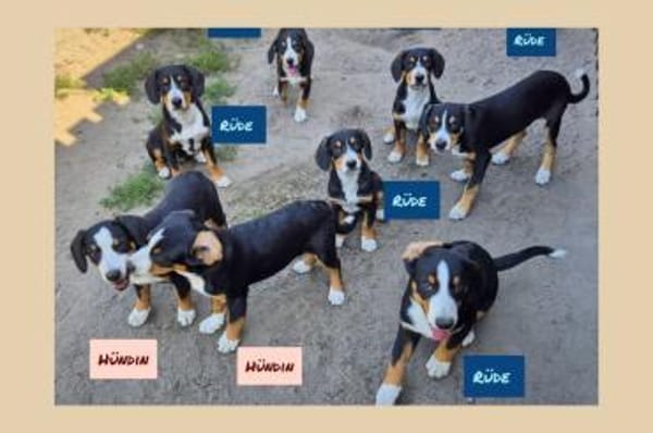 Entlebucher-Welpen