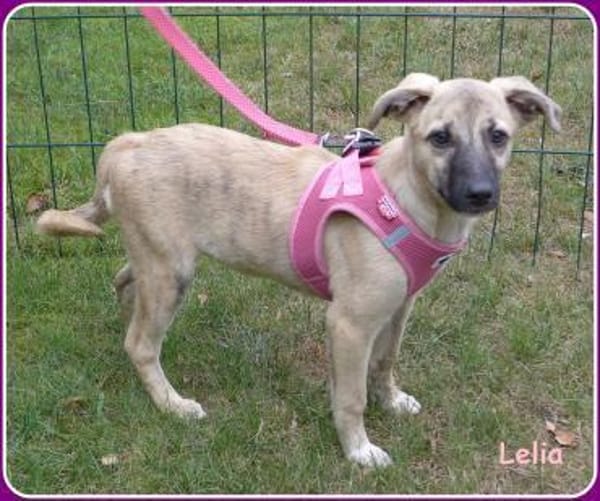 ❤ Lelia: sehr liebes Welpenmädchen