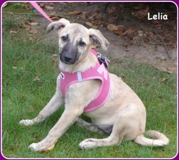 ❤ Lelia: sehr liebes Welpenmädchen