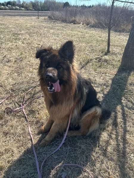 Maximus