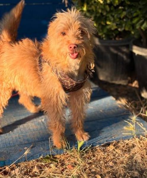 Otto