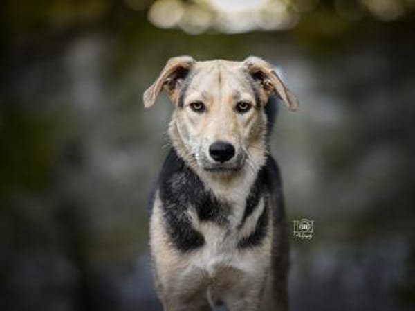 Bongo möchte endlich ankommen