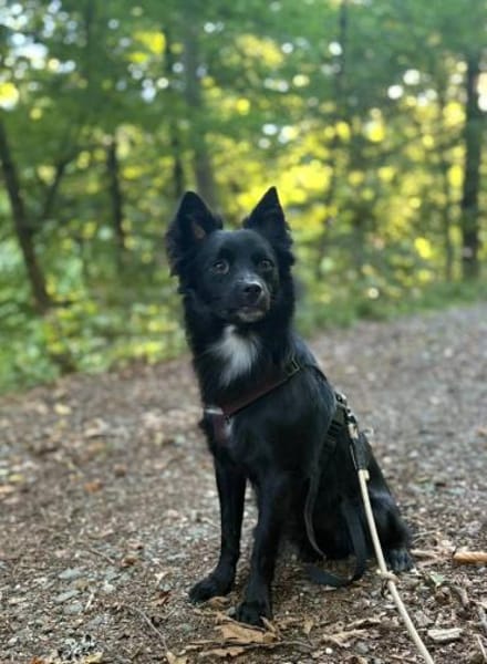 Nerino  lackschwarze Liebenswürdigkeit