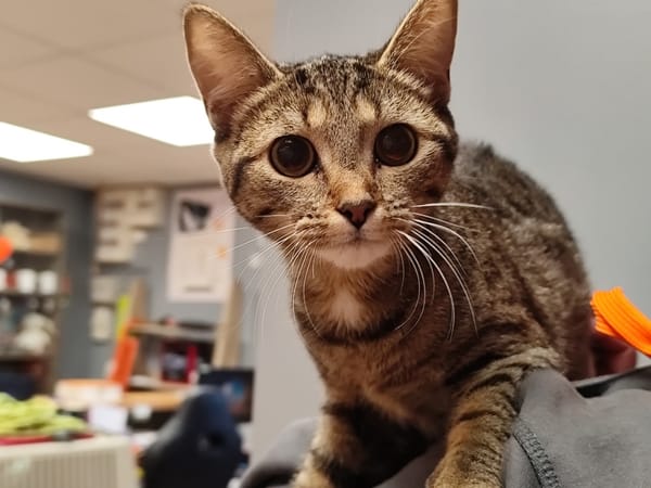 LEXIE