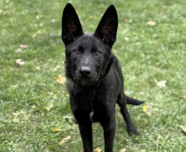 Zorro CAA14099
