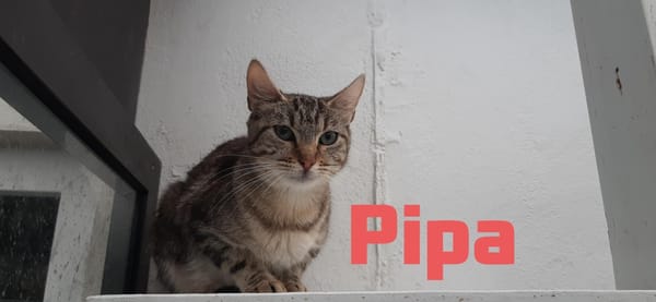 Pipa