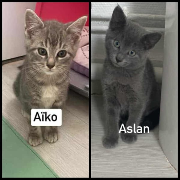 AÏKO et ASLAN  Deux frères DOUBLE ADOPTION