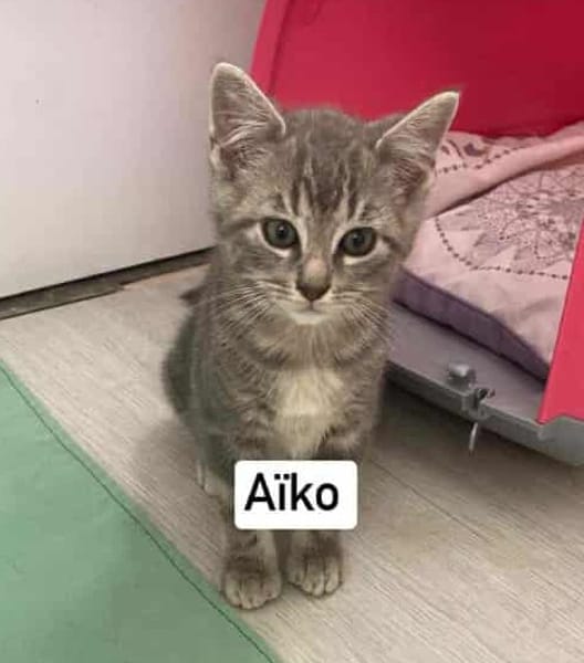 AÏKO et ASLAN  Deux frères DOUBLE ADOPTION