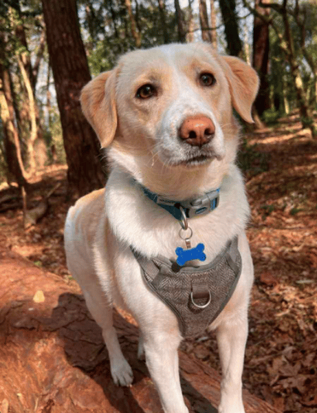 Pixel