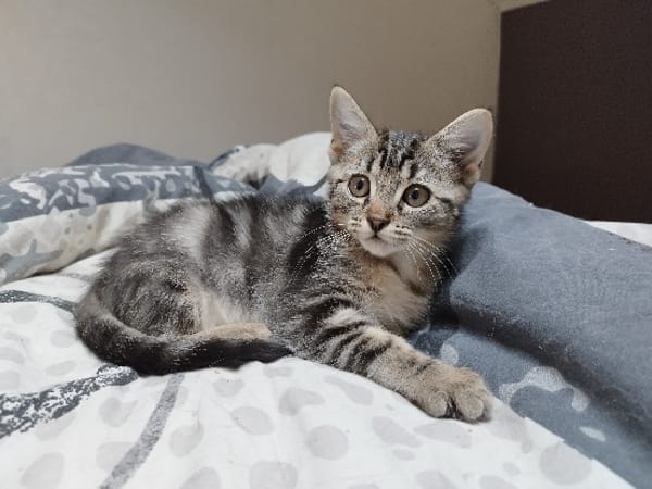Ash