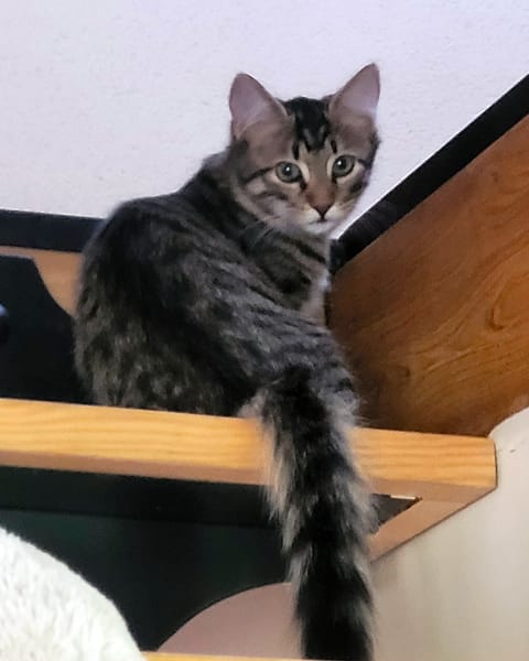YÉTI