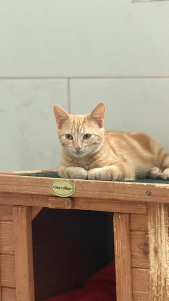 SIMBA