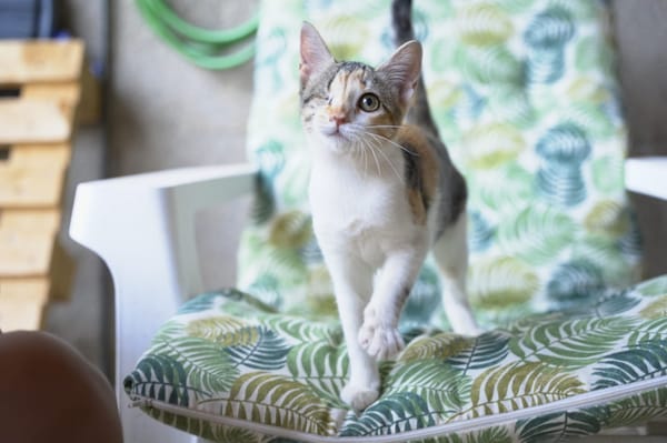 Mia