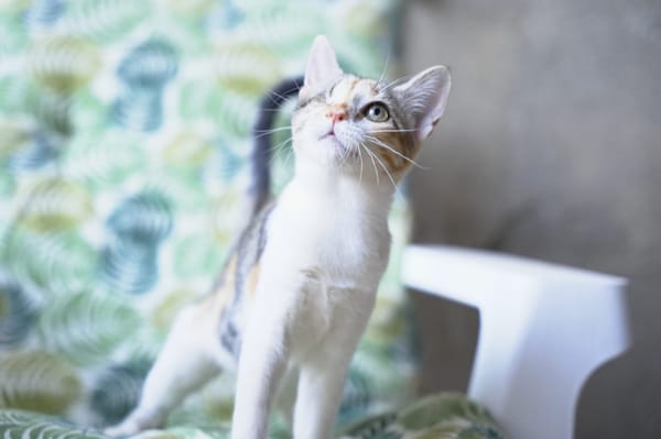 Mia