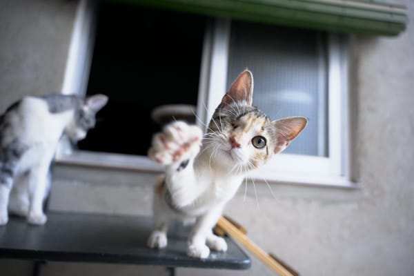 Mia