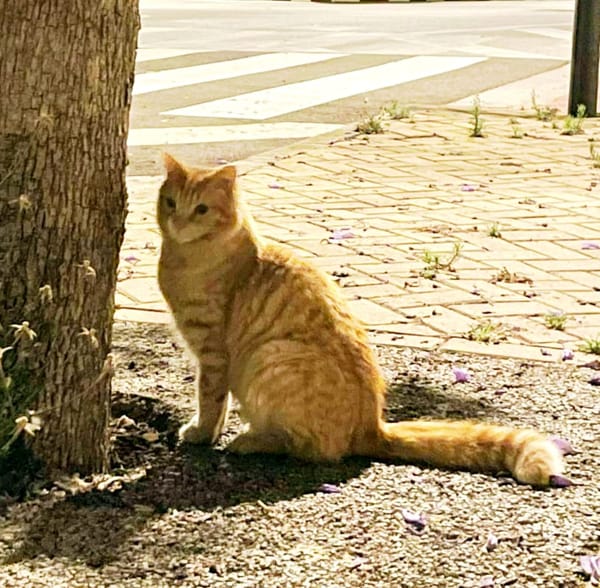 Isidoro