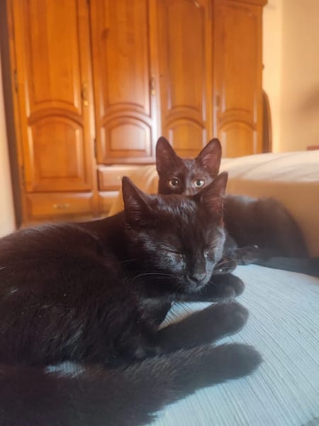 Datil et Trufa