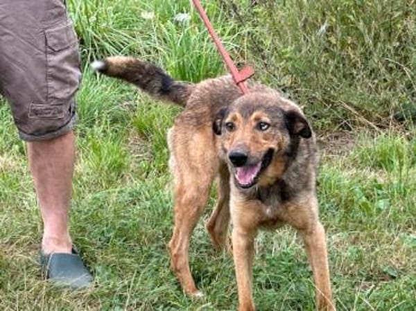Cuno - dringend Zuhause gesucht!!