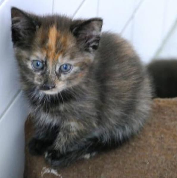 Sunnys Kitten