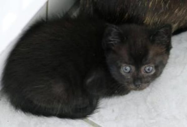 Sunnys Kitten