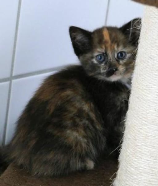 Sunnys Kitten