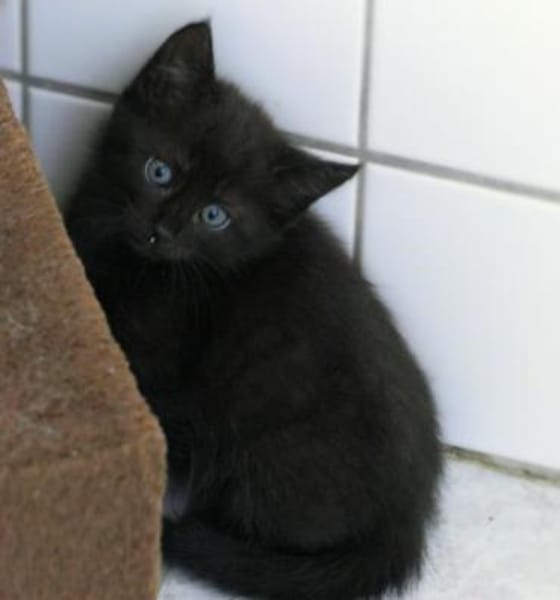 Sunnys Kitten