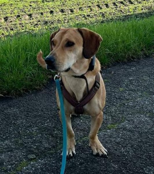 Anhänglich+sozial; das ist Jerry!